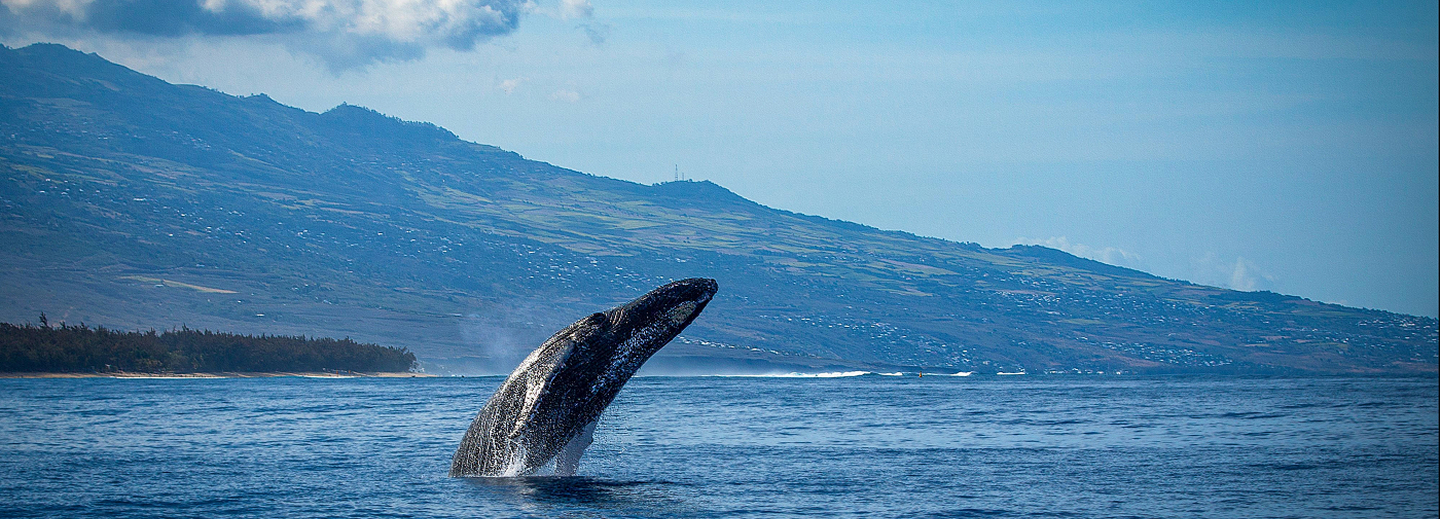 Image d'une baleine qui sort de l'eau